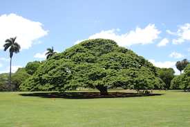 大きな木の写真